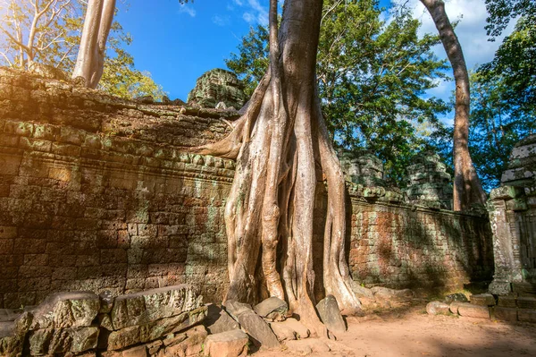 树木生长出柬埔寨吴哥窟塔普伦寺. — 图库照片