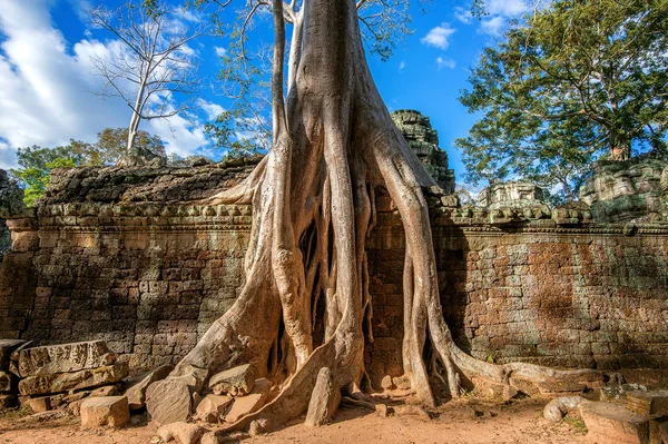 ต้นไม้ที่เติบโตจากวัดตาโพรม อังกอร์วัดในกัมพูชา . — ภาพถ่ายสต็อก