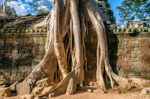 ต้นไม้ที่เติบโตจากวัดตาโพรม อังกอร์วัดในกัมพูชา . — ภาพถ่ายสต็อก