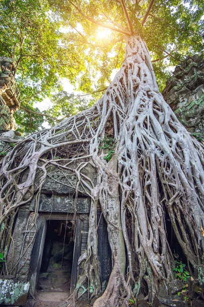 Bäume wachsen aus dem Tempel ta prohm, angkor wat in Kambodscha. — Stockfoto