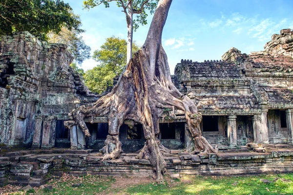 ต้นไม้ที่เติบโตจากวัดตาโพรม อังกอร์วัดในกัมพูชา . — ภาพถ่ายสต็อก