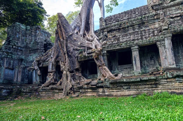 树木生长出柬埔寨吴哥窟塔普伦寺. — 图库照片