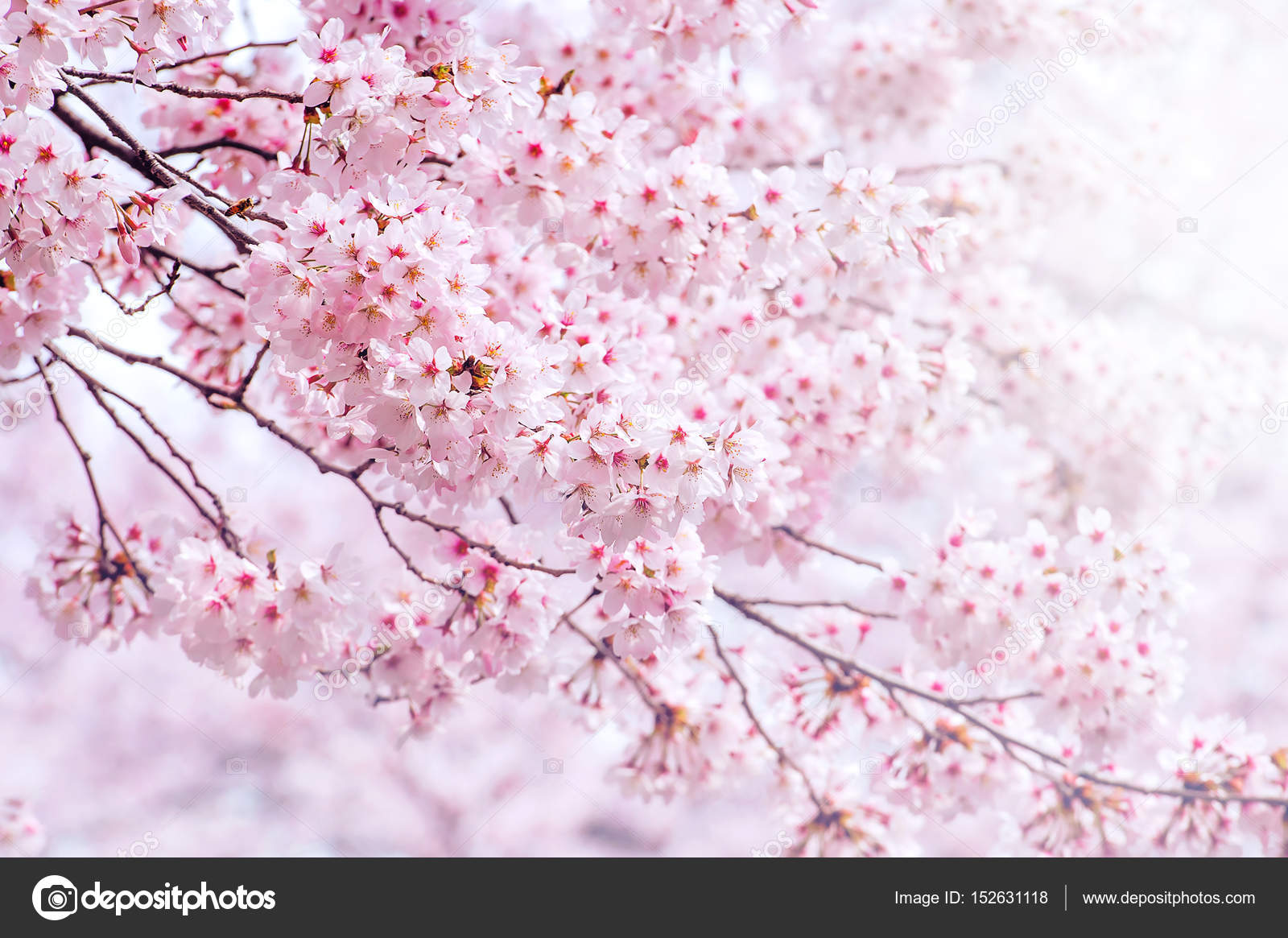 Cherry Blossom In Spring With Soft Focus Sakura Season In Korea