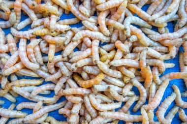 İpekböceği Tayland.