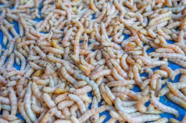 İpekböceği Tayland.