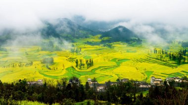 Kanola alanı, kolza tohumu çiçek alan sabah sis Luoping, Çin.