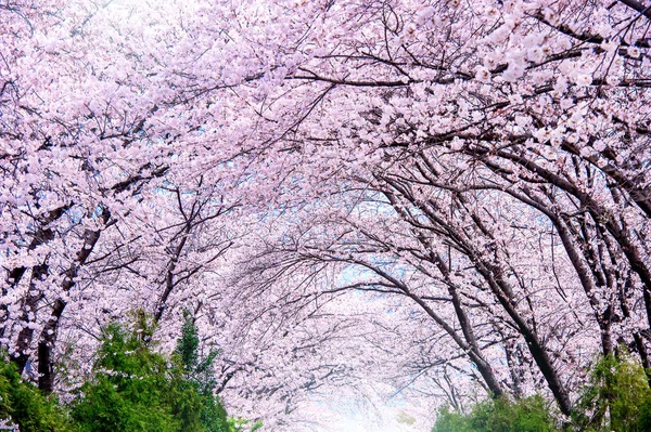 Kiraz çiçeği bahar. Jinhae Gunhangje Festivali Güney Kore'de en büyük kiraz çiçeği festivaldir. — Stok fotoğraf
