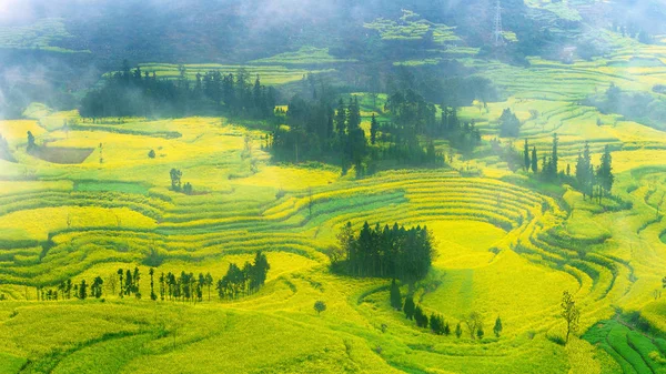 Rapsfeld, Rapsblumenfeld mit Morgennebel in Luoping, China. — Stockfoto