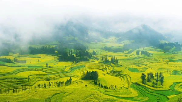 Canola field, rapeseed flower field with morning fog in Luoping, China.