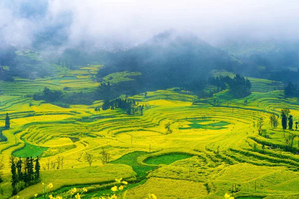 Champ de canola, champ de fleurs de colza avec brouillard matinal à Luoping, Chine . — Photo