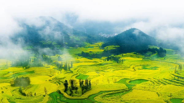 Campo de canola, campo de flores de colza com nevoeiro matinal em Luoping, China . Fotos De Bancos De Imagens Sem Royalties