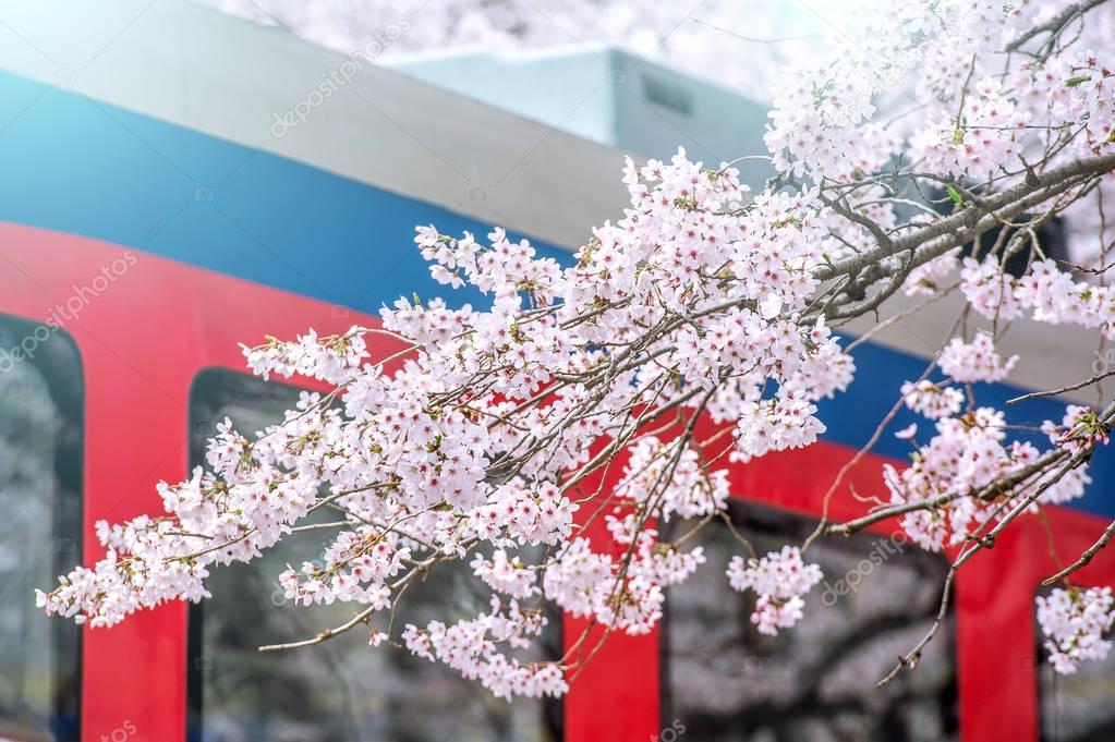 Cherry blossom in spring. Jinhae Gunhangje Festival is the largest cherry blossom festival in South Korea.