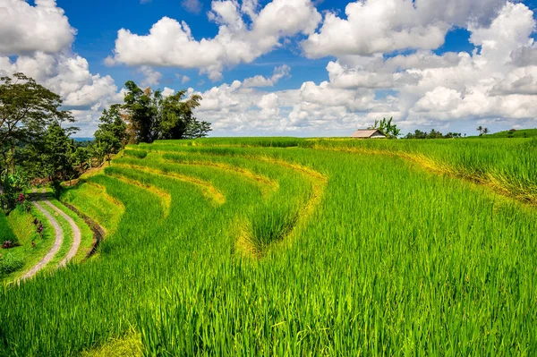 Campi di riso nell'isola di Bali, Indonesia . — Foto Stock