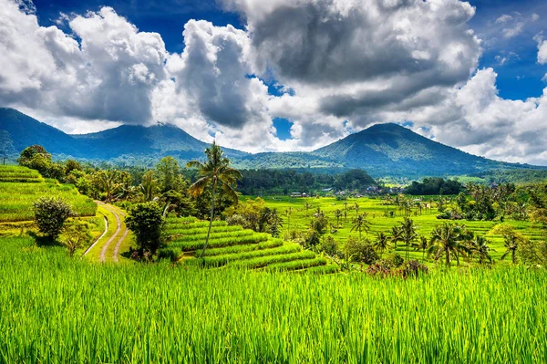 Risfälten i ön Bali, Indonesien. — Stockfoto