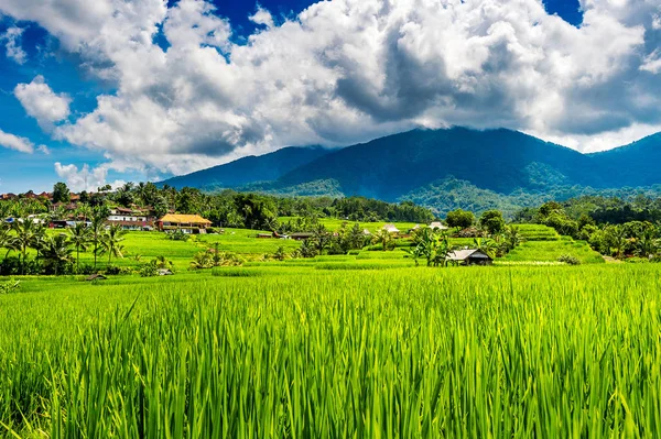 Risfälten i ön Bali, Indonesien. — Stockfoto