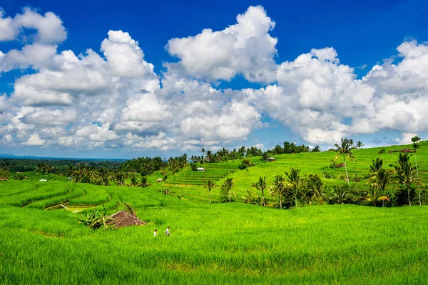 발리 섬, 인도네시아에서에서 쌀 필드. — 스톡 사진