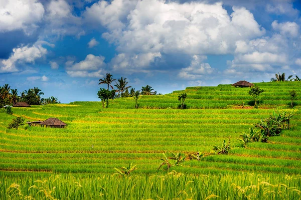 발리 섬, 인도네시아에서에서 쌀 필드. — 스톡 사진