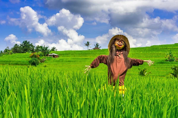 Espantalho em campos de arroz . — Fotografia de Stock