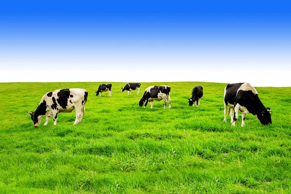 Kor på ett grönt fält. — Stockfoto