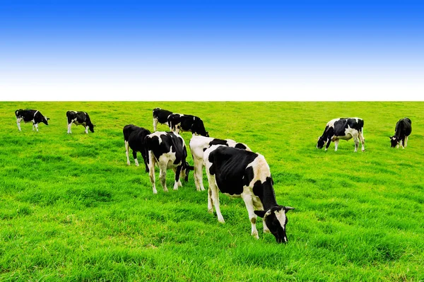 Cows on a green field and blue sky. — Stock Photo, Image