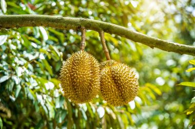Durian Durians ağacız meyve Tayland Kralı.