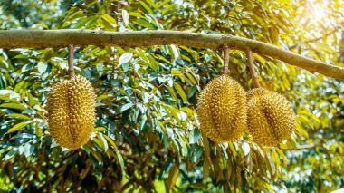 Durian Durians ağacız meyve Tayland Kralı.