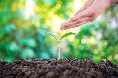 Watering Young Plant in nature. clipart