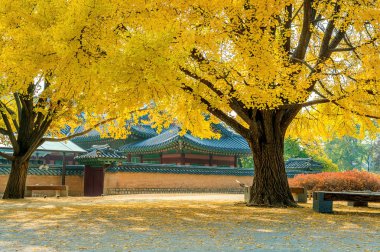 Sonbahar Gyeongbokgung Sarayı, Güney Kore.