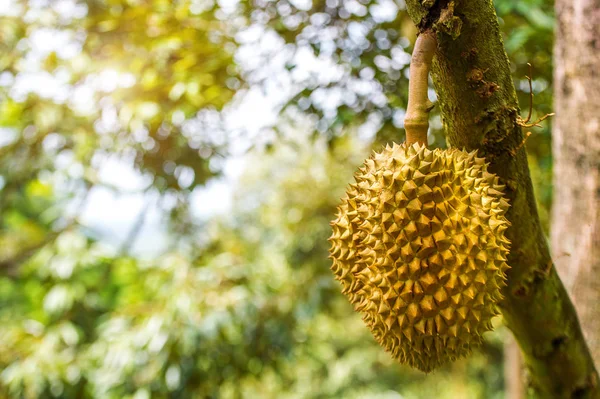 Durian albero Duriani sono il re dei frutti in Thailandia . — Foto Stock