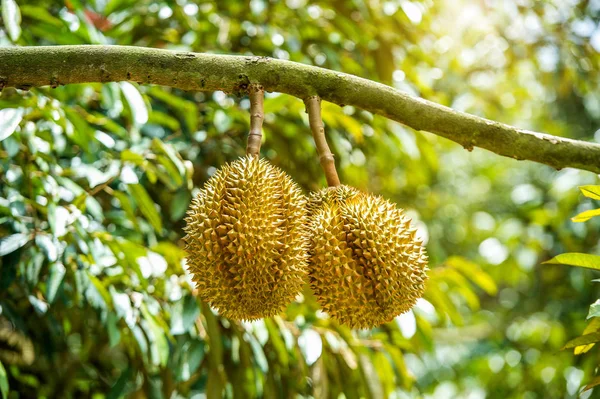 Durian albero Duriani sono il re dei frutti in Thailandia . — Foto Stock
