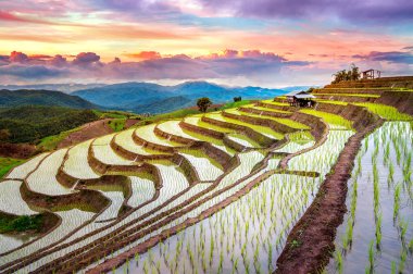 Teras pirinç alan Ban pa bong piang Chiangmai, Tayland.