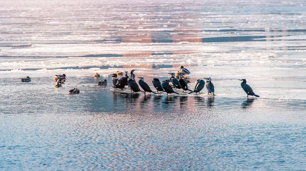 Pájaros y patos en el río Han cubiertos de hielo en invierno, Seúl en Corea del Sur . — Foto de Stock