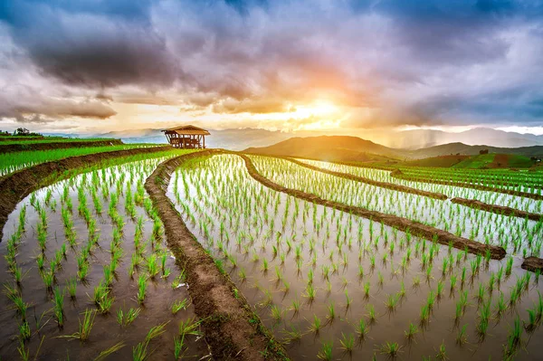 Terraza campo de arroz de Ban pa bong piang en Chiangmai, Tailandia . —  Fotos de Stock