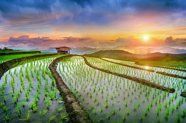 Terraza campo de arroz de Ban pa bong piang en Chiangmai, Tailandia . —  Fotos de Stock