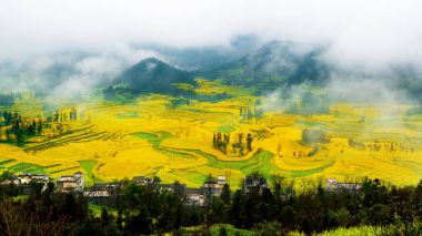 Canola field, rapeseed flower field with morning fog in Luoping, China. clipart