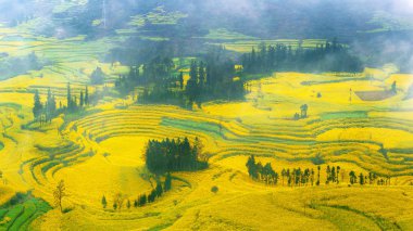 Canola field, rapeseed flower field with morning fog in Luoping, China. clipart