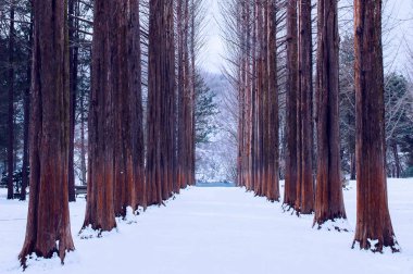 Kore 'de Nami adası, kışın çam ağaçları..