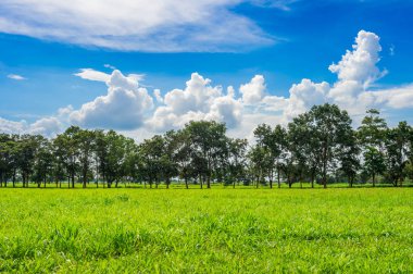 Yeşil çimen, mavi gökyüzü altında yemyeşil çim alanının arka plan görüntüsü