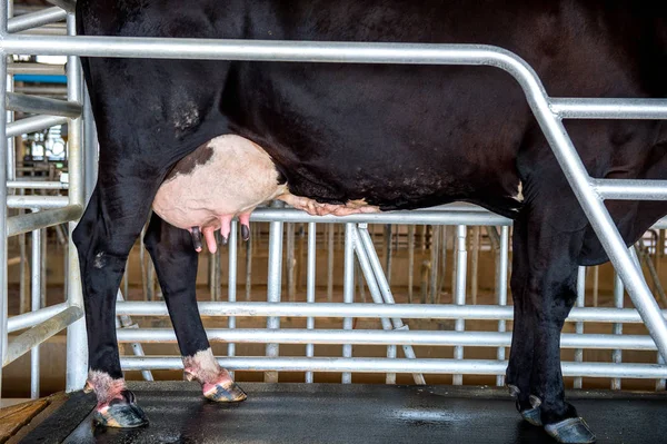 Ko juver i gård. — Stockfoto