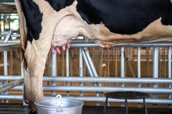 Cow udder in farm. — Stock Photo, Image