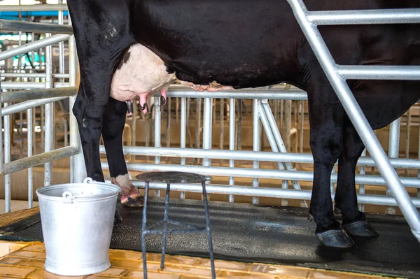 Úbere de vaca na fazenda . — Fotografia de Stock