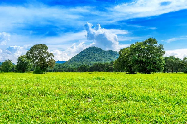 Groen gras, achtergrondafbeelding van weelderige grasveld onder de blauwe hemel — Stockfoto