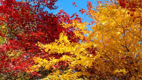 秋天的树叶在秋天的公园. — 图库照片