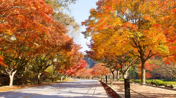 Foglie d'autunno nel parco autunnale . — Foto Stock