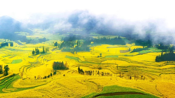 Campo de canola, campo de flores de colza com nevoeiro matinal em Luoping , Imagens De Bancos De Imagens