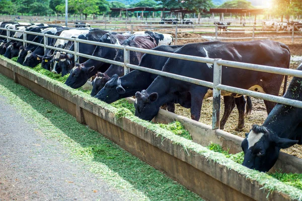 Vacas numa quinta. Vacas leiteiras em uma fazenda. — Fotografia de Stock