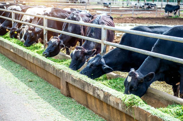 Vacas numa quinta. Vacas leiteiras em uma fazenda. — Fotografia de Stock