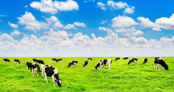 Cows on a green field and blue sky.