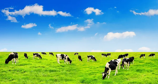 Kühe auf einer grünen Wiese und blauem Himmel. — Stockfoto