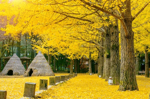 与纳米岛，韩国银杏树的秋天. — 图库照片